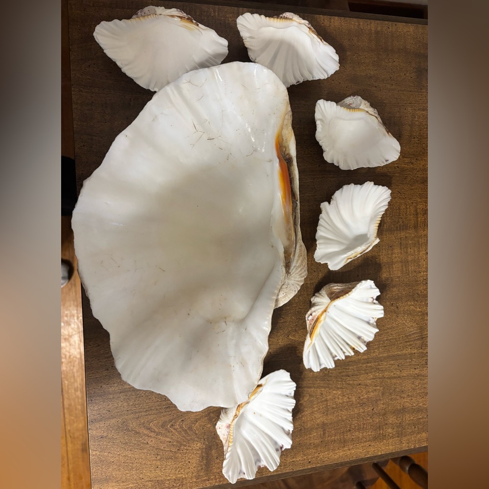 Seashell Chips and Dip set